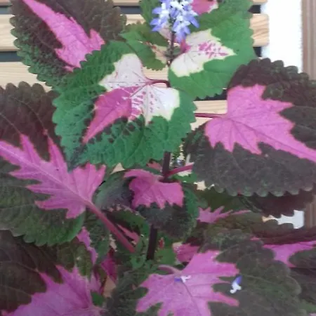 Johanna * Sankt Georgen im Gailtal